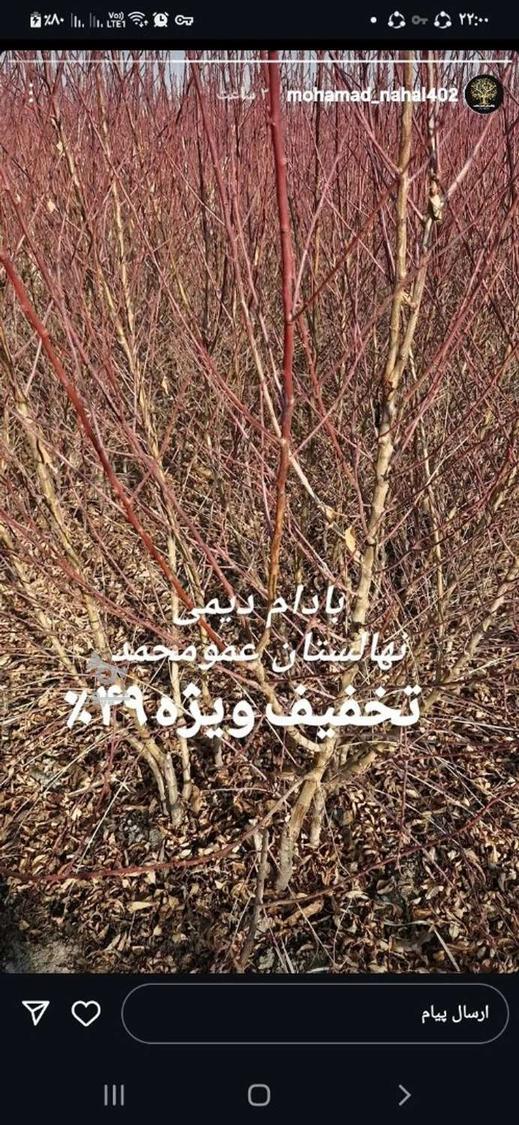 آغاز فروش نهال پسته وانواع میوه