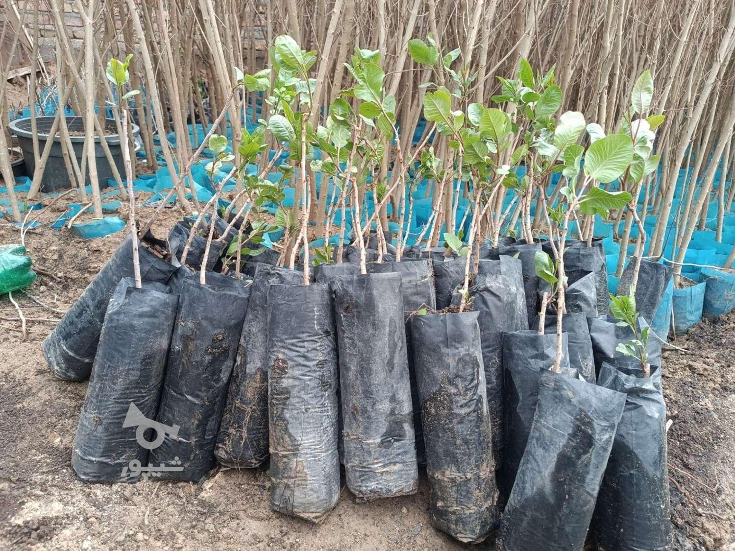 آغاز فروش نهال پسته وانواع میوه