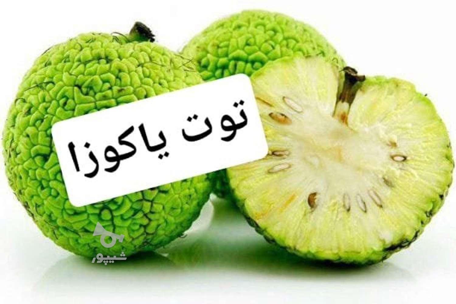 آغاز فروش نهال پسته وانواع میوه