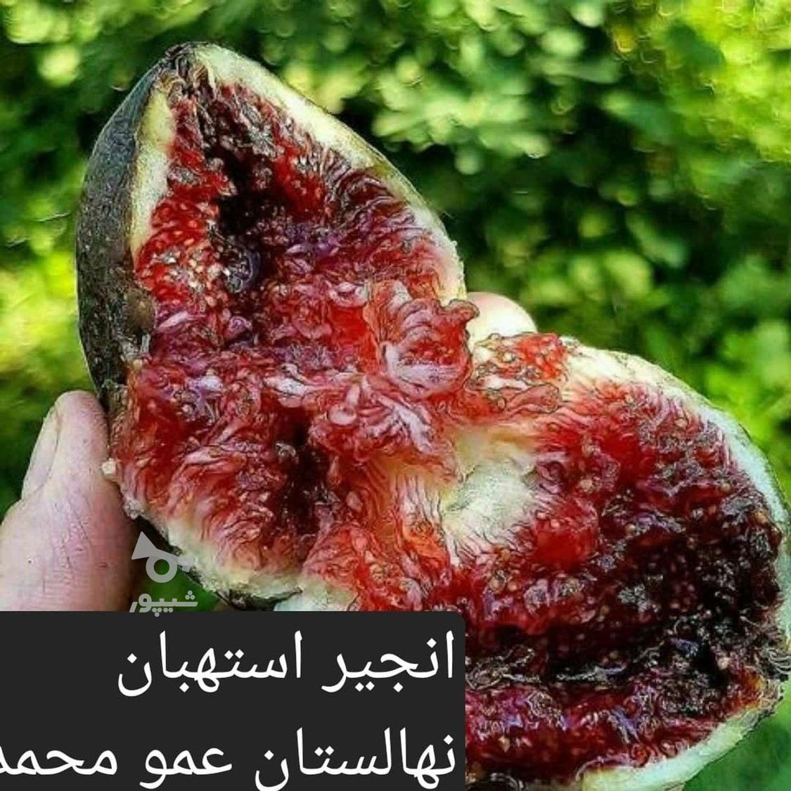 آغاز فروش نهال پسته وانواع میوه