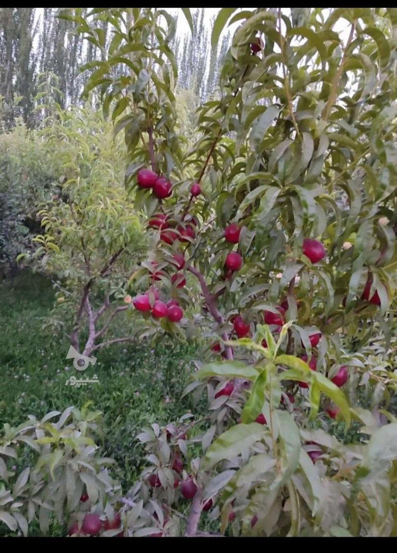 آغاز فروش نهال پسته وانواع میوه