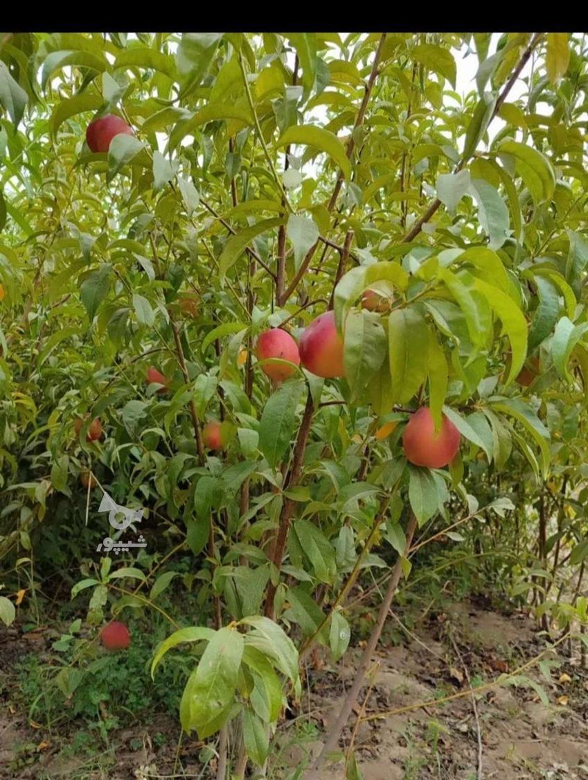 آغاز فروش نهال پسته وانواع میوه