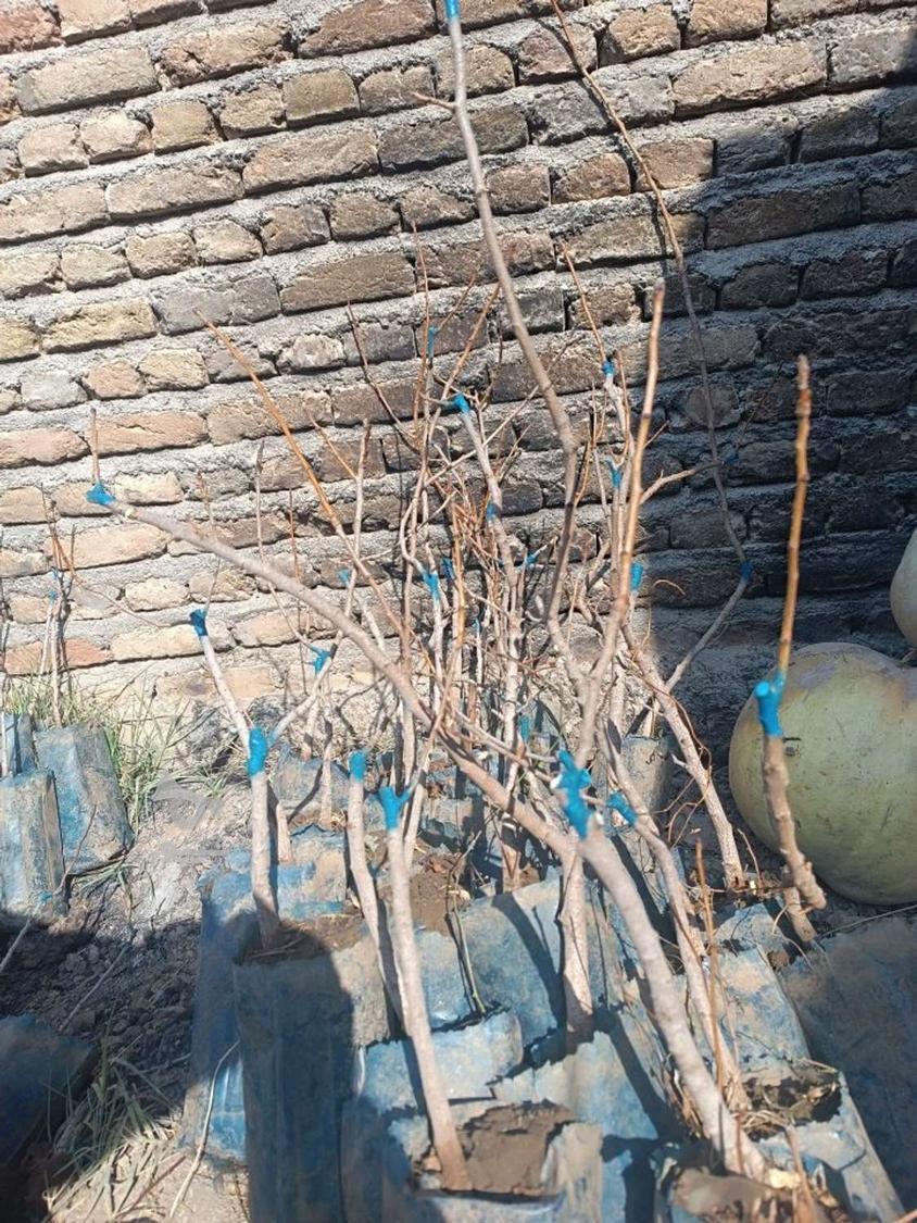 آغاز فروش نهال پسته وانواع میوه