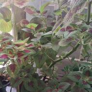 گل طبیعی سالم