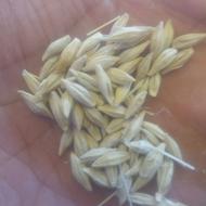 جو آبی گندم ابی