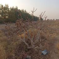 سرمایه گذارمیخوام