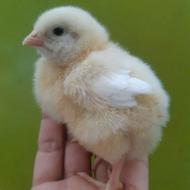 جوجه جوجه جوجه گوشتی