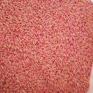 گندم دیم سردار درجه یک بوجاری شده و سم زده شده