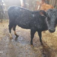 یک عدد گوساله فروشی