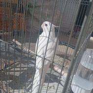 عروس هلندی آلبینیو