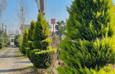 فروش زمین مسکونی 250 متر در بهدشت