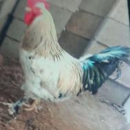 خروس نه ماهه