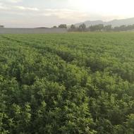 بذر یونجه رنجر