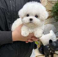 پودل فنجونی