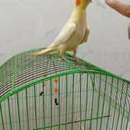 عروس هلندی کاملاً دستی بالق