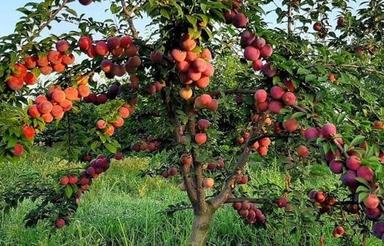 باغ سرپا آماده محصول 2 هکتار