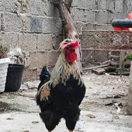 خروس محلی و مرغ امپراتور