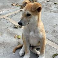 واگذاری رایگان