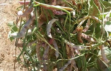 اجاره زمین کشاورزی هرکی داره اجاره میکنم ابی