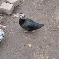 اردک نر جوان و درشت دو عدد