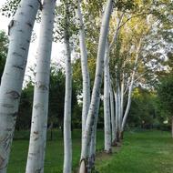 حرص و برش درختان