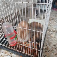 خرگوش لپ نروماده بالغ