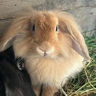 خرگوش لپ ماده