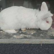 خرگوش‌لپ‌تمیز