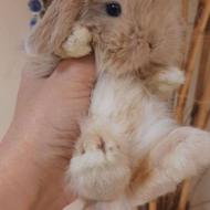 خرگوش مینی لوپ ترکیش