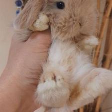 خرگوش مینی لوپ ترکیش