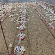 نصاب لوازم مرغداری آبخوری دان خوری انتقال دان اسیاب و میکسر