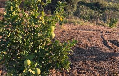 2000متر زمین واقع در روستای چپی