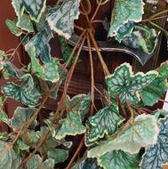 یک شاخه چند برگی برگ مو طول یک متر