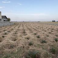 گل سیکاس 1300 عدد