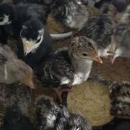 جوجه بوقلمون نژاد برنز آمریکایی