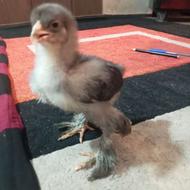 جوجه برهما امپراطور اصل اصل