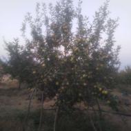 هرس انواع درخت سیب کیلاس وو