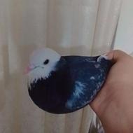 کبوتر خوبی هست پشتکی ماده پروازی