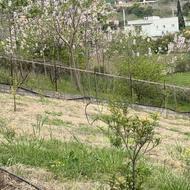 1860 متر زمین واقع در روستای اومال