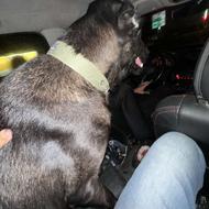 سگ سرابی ماده واگزاری