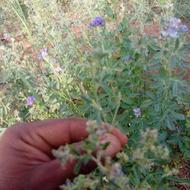 بذر یونجه محلی تضمینی پا بلند اصل گهی رودبار جنوب