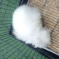 خرگوش لوپ سفید