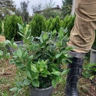 یاس هلندی سطل 7