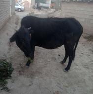 گاو آبستن فروشی