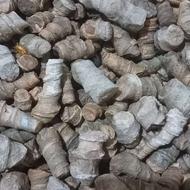 فسیل های زیبا