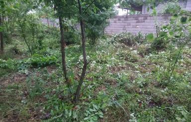 زمین نسقی واقع در کفترود هشت کیلومتری رشت