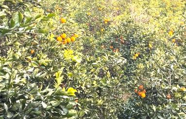 450متر زمین مرکبات واقع در تیرکلا