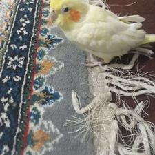 فروش عروس هلندی ماده 6ماه