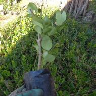 گل و گیاه-یاس هلندی-نارون