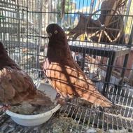 کبوتر مولد لانگ فیس